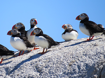 Puffins at Matinicus Rock